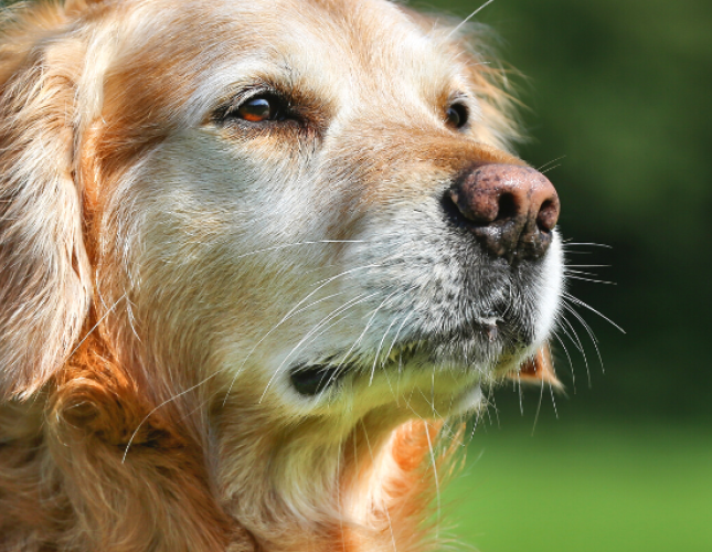 Cognitive Dysfunction In Senior Pets