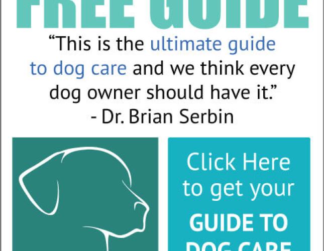 Ultimate Guide To Dog Care