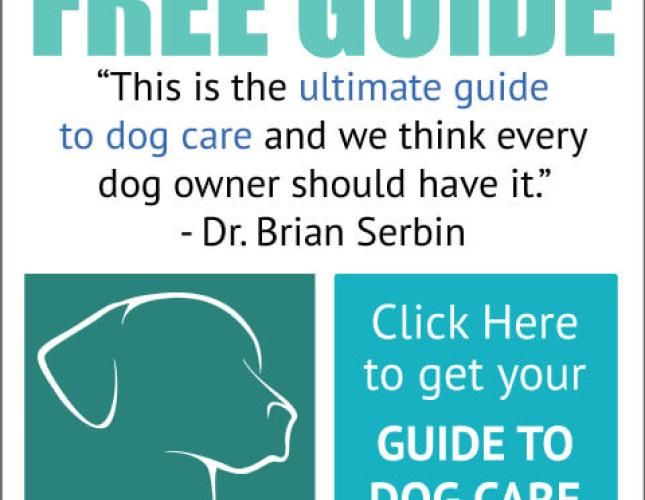 Ultimate Guide To Dog Care
