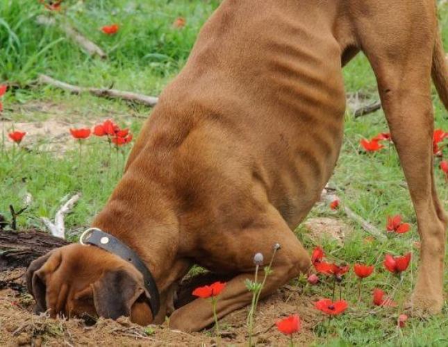 6 Common (And Curious!) Dog Behaviors and What They Mean