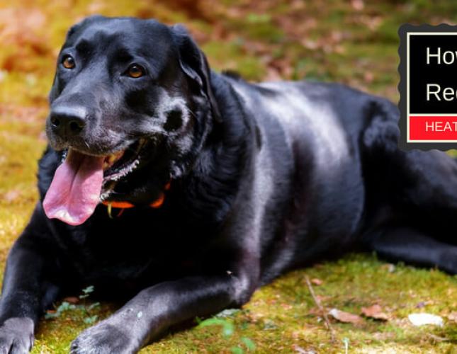 How to Recognize the Signs of Heatstroke in Your Dog