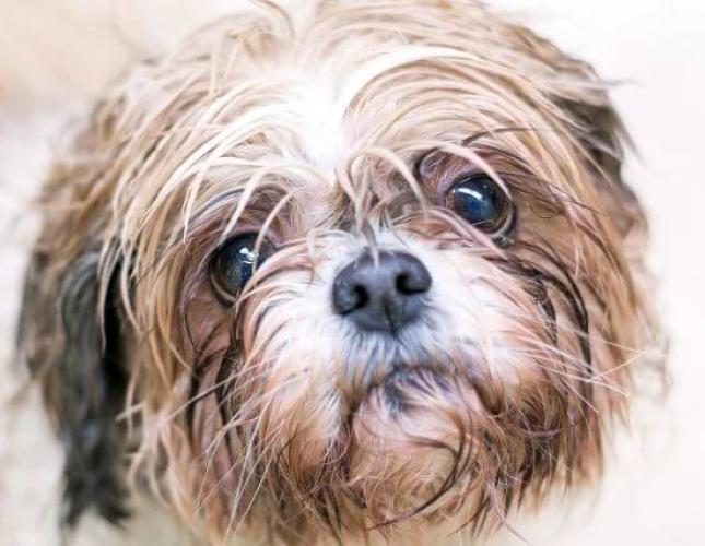 A Veterinary Guide to Stubborn Tear Stains on Dogs