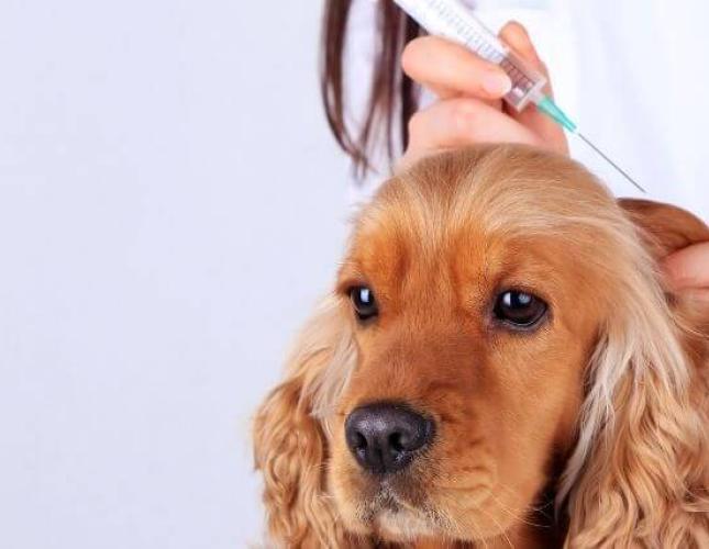 The Essential New Pet Owner's Guide to Dog Vaccinations