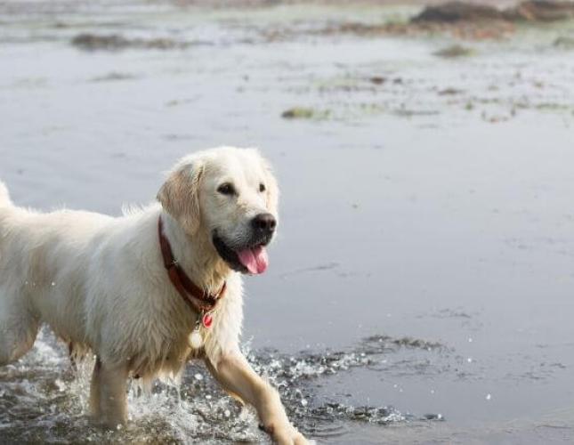 How to Avoid The Dangers of Harmful Algal Blooms To Your Dogs