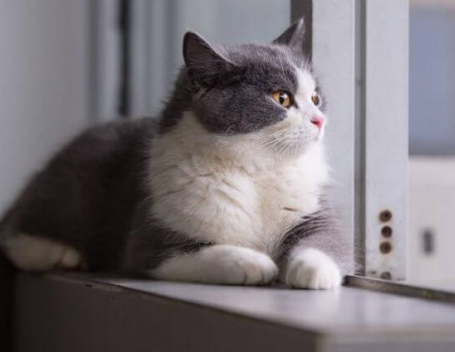 How to Enrich the Life of Your Indoor Cat