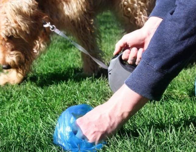 Dog and Cat Fecal Exams: Top Tips and FAQs