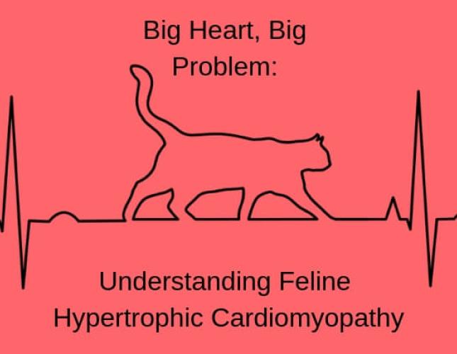 Big Heart, Big Problem: Understanding Feline Hypertrophic Cardiomyopathy