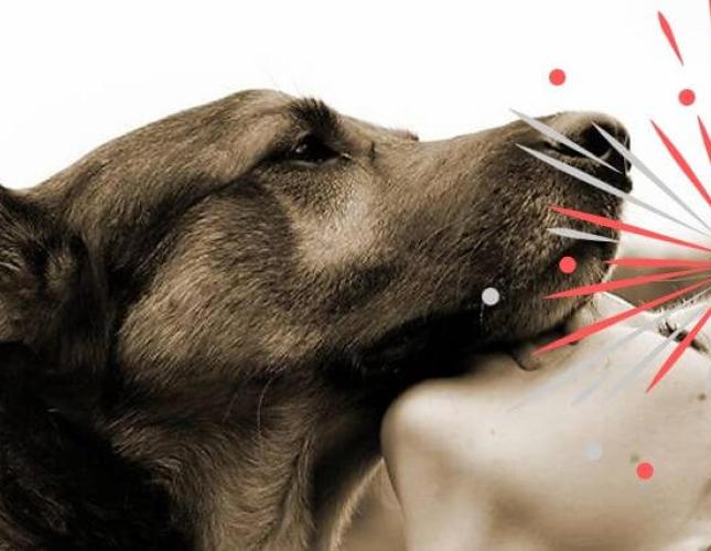 Signs of Fireworks Between You and Your Dog