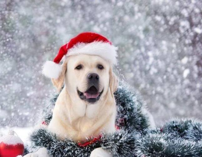 The Secret to Choosing Safe Yet Fun Toys For Your Dog This Holiday Season