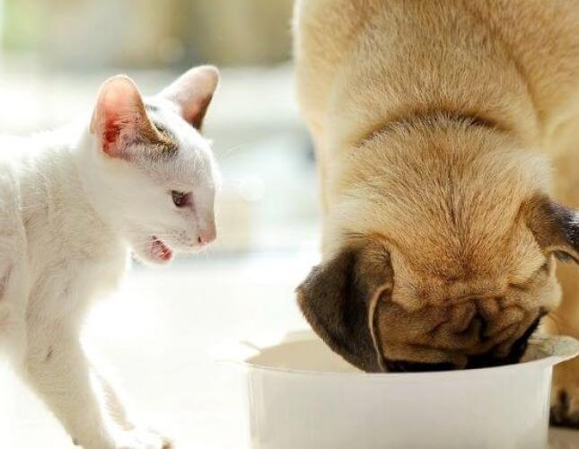 Healthy, Veterinarian-Approved Treats For Cats and Dogs