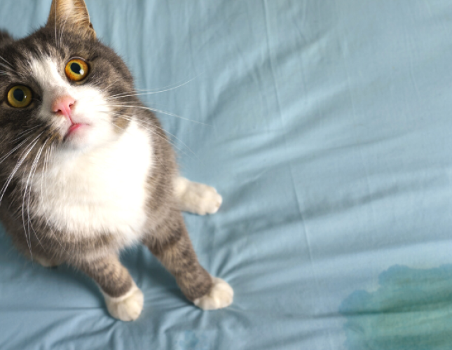 Inappropriate Urination In Cats
