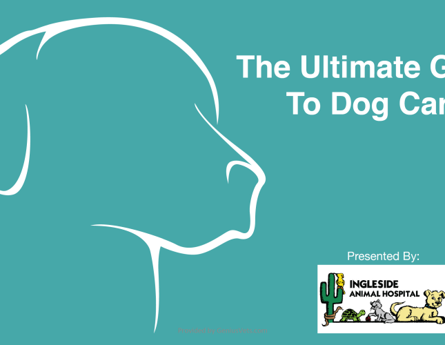 Get The Ultimate Guide To Dog Care