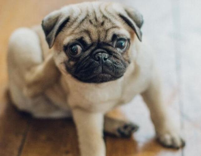 The Secret to Ridding Your Dog of Itchy and Irritated Skin