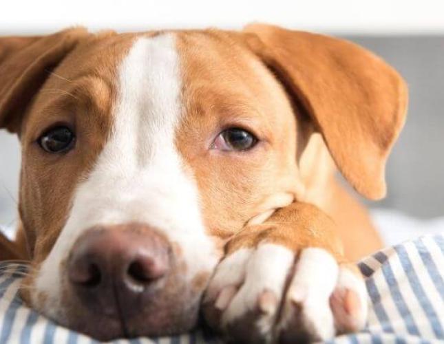 Parvo in Pups: Risks, Prevention, Spread and Why It's Spiked During the Pandemic