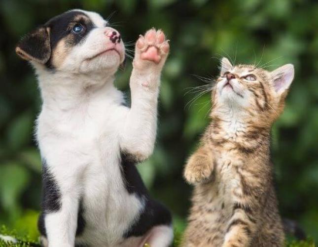 How to Keep Your Pets Safe Through Microchipping