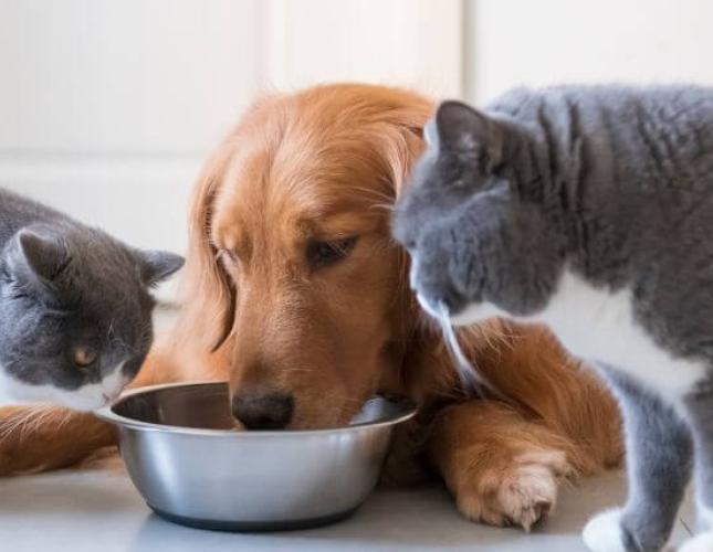 How to Make the Best Food Choices for Your Cats and Dogs