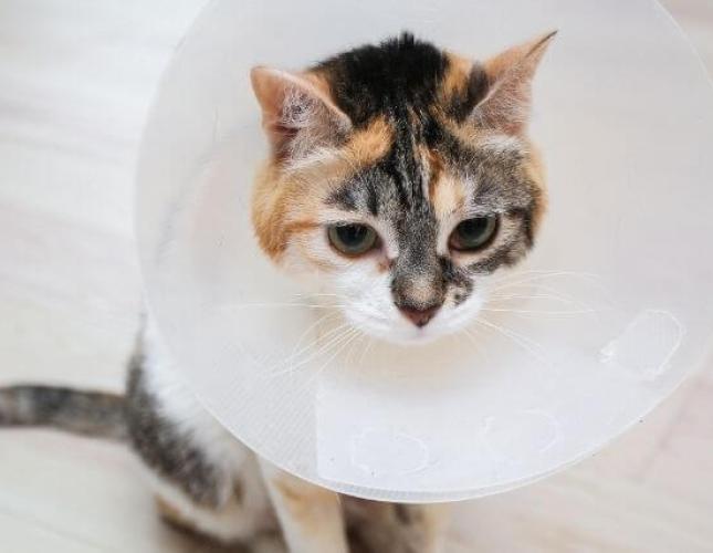 Cat’s Having Surgery? Here’s How to Help Them Prepare and Recover at Home