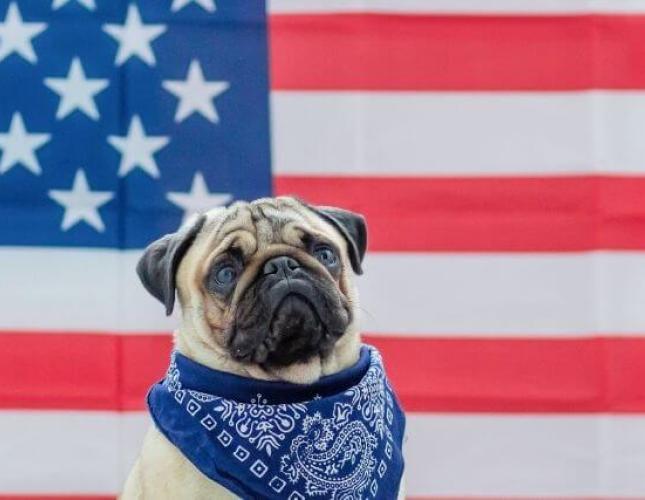 Presidential Pets Through the Years, and Some Are Shockingly Strange!