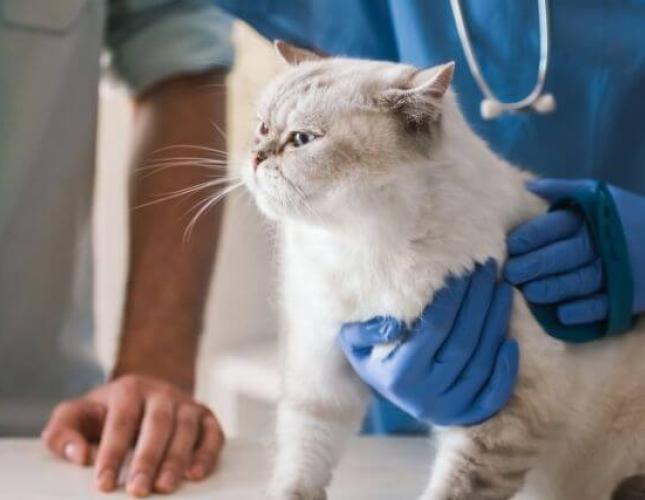 The Secret to Stress-Free Veterinary Visits With Your Cat