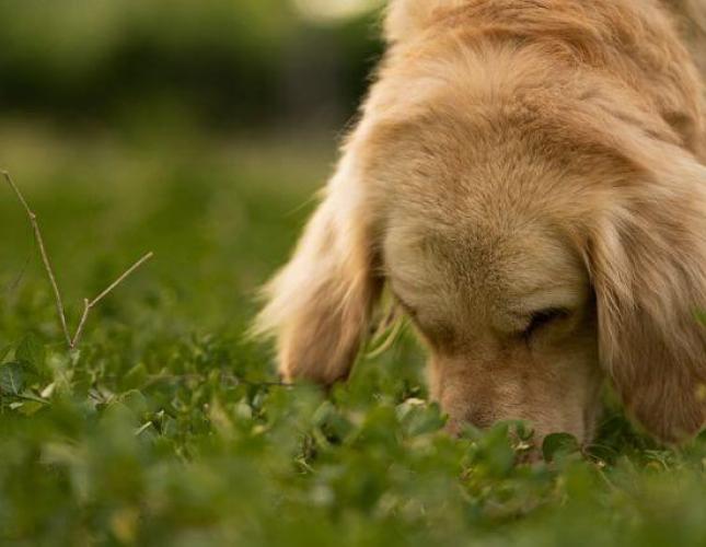 Can Dogs Eat Cicadas? And All of Your Other Questions About Dogs and Cicadas Answered