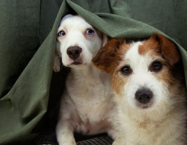 Why Are Dogs Scared of Thunder? Dog Thunderstorm Anxiety and Phobia Explained