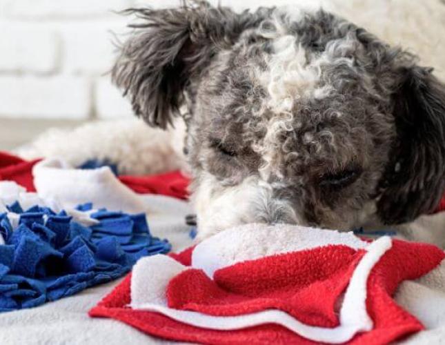 Using Nutrition For Canine Enrichment