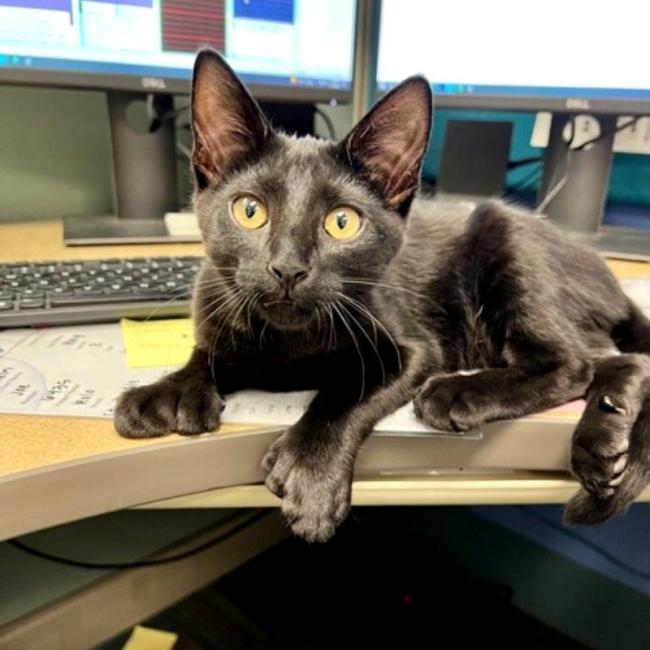 Edward Scissorhand helping as a kitten at Ingleside Animal Hospital