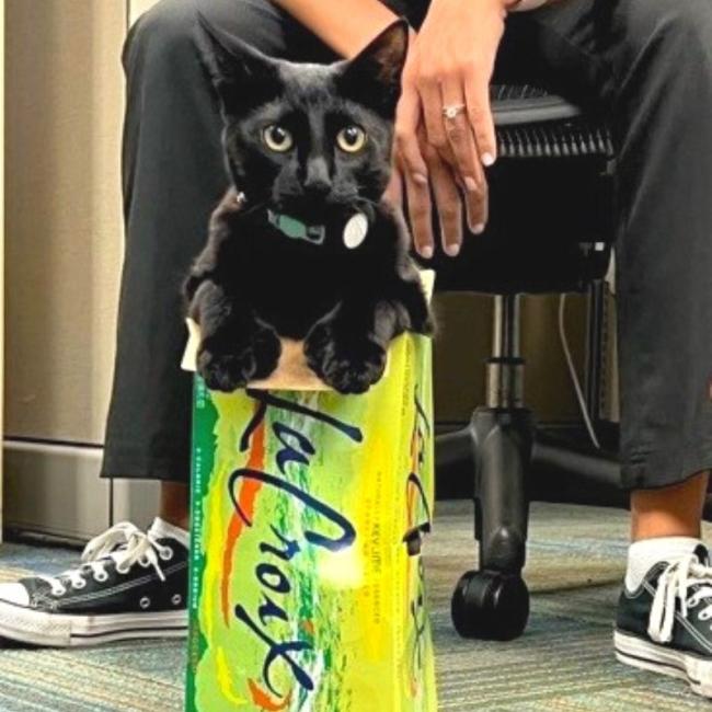 Edward scissorhand being silly as a kitten at Ingleside Animal Hospital