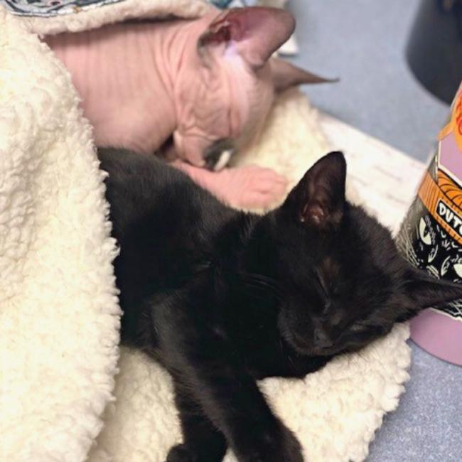 Edward snuggling with friend as a kitten at Ingleside Animal Hospital