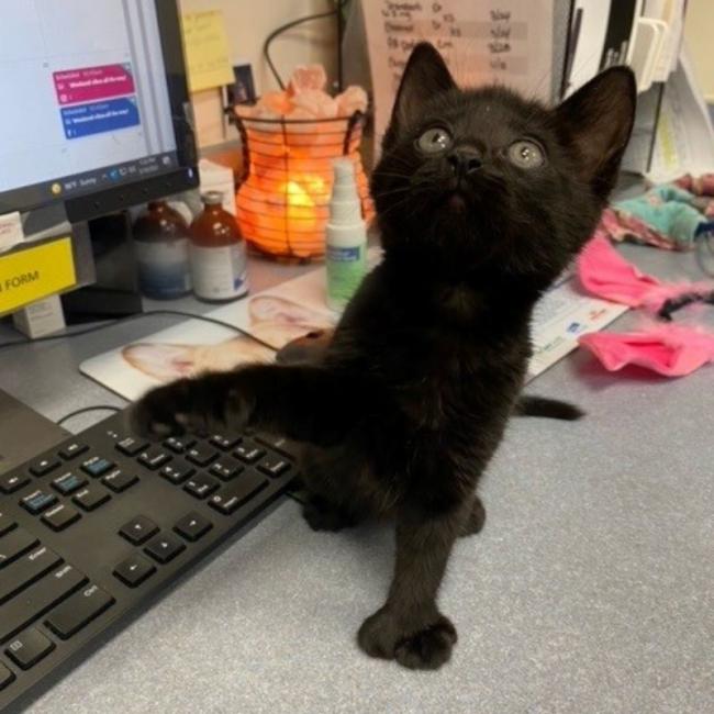 Edward as a kitten at Ingleside Animal Hospital