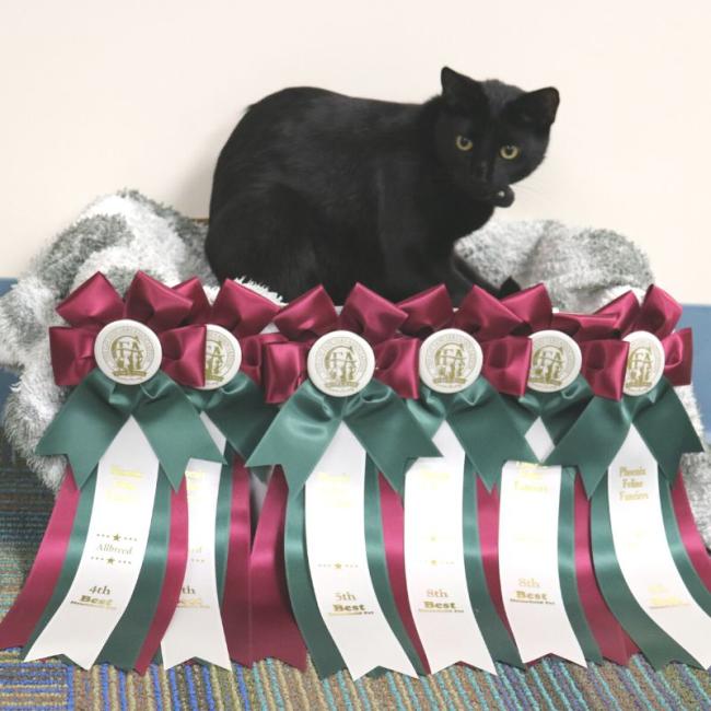 Edward Scissorhand at cat show with his awards - Ingleside Animal Hospital