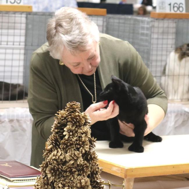 Edward Scissorhand at cat show  3 - Ingleside Animal Hospital