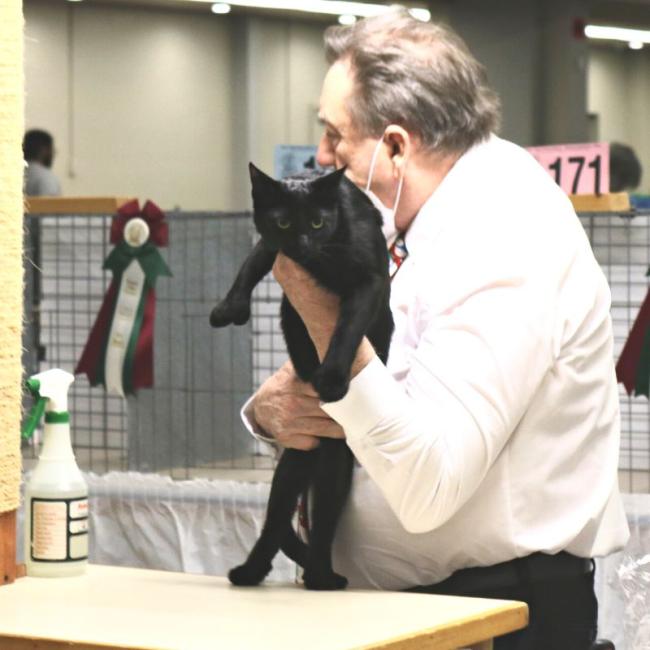 Edward Scissorhand at cat show 1 - Ingleside Animal Hospital