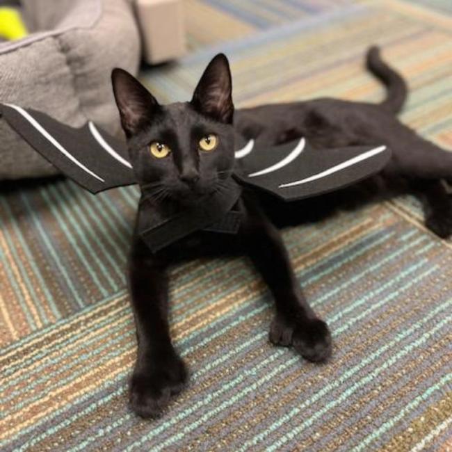 Edward Scissorhand as a bat for Halloween at Ingleside Animal Hospital