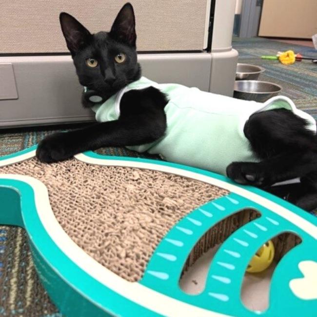 Edward Scissorhand playing with his toys at Ingleside Animal Hospital