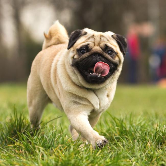 Dog services at ingleside animal hospital