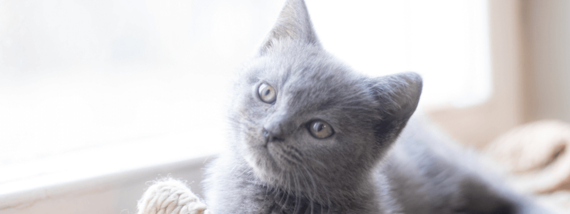 Kitten