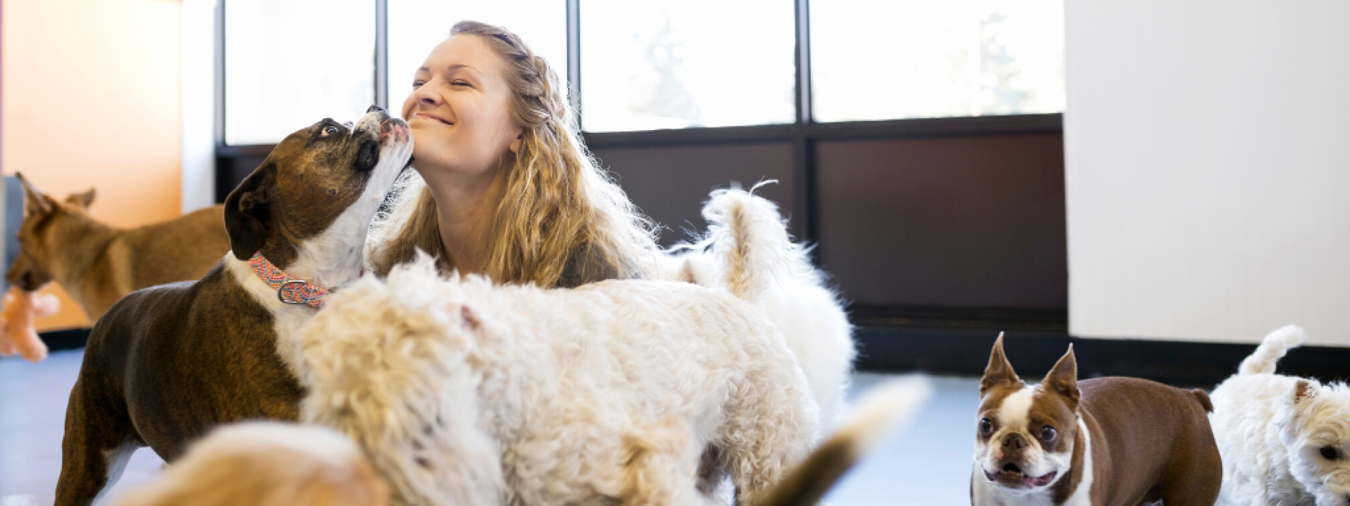 dog with owner