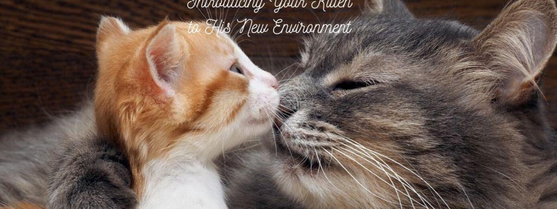 Cat mom and kitten