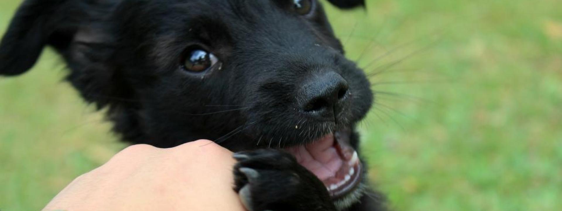 Puppy biting