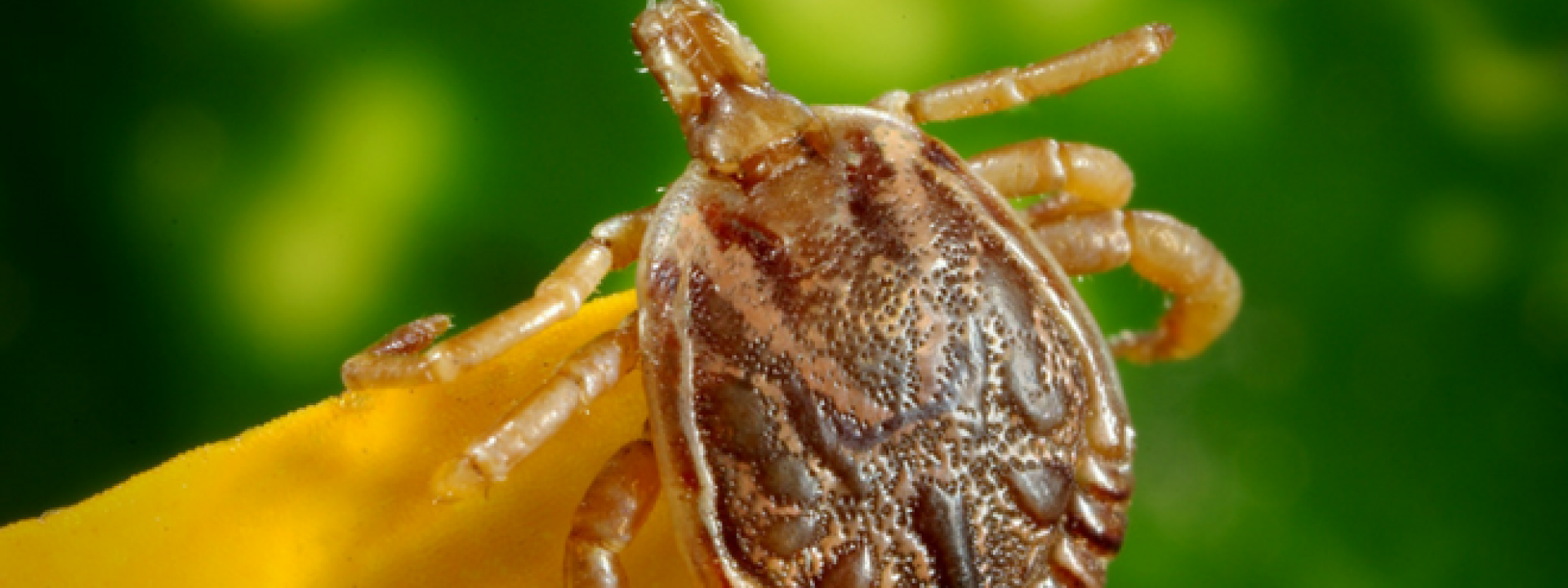 Lyme disease