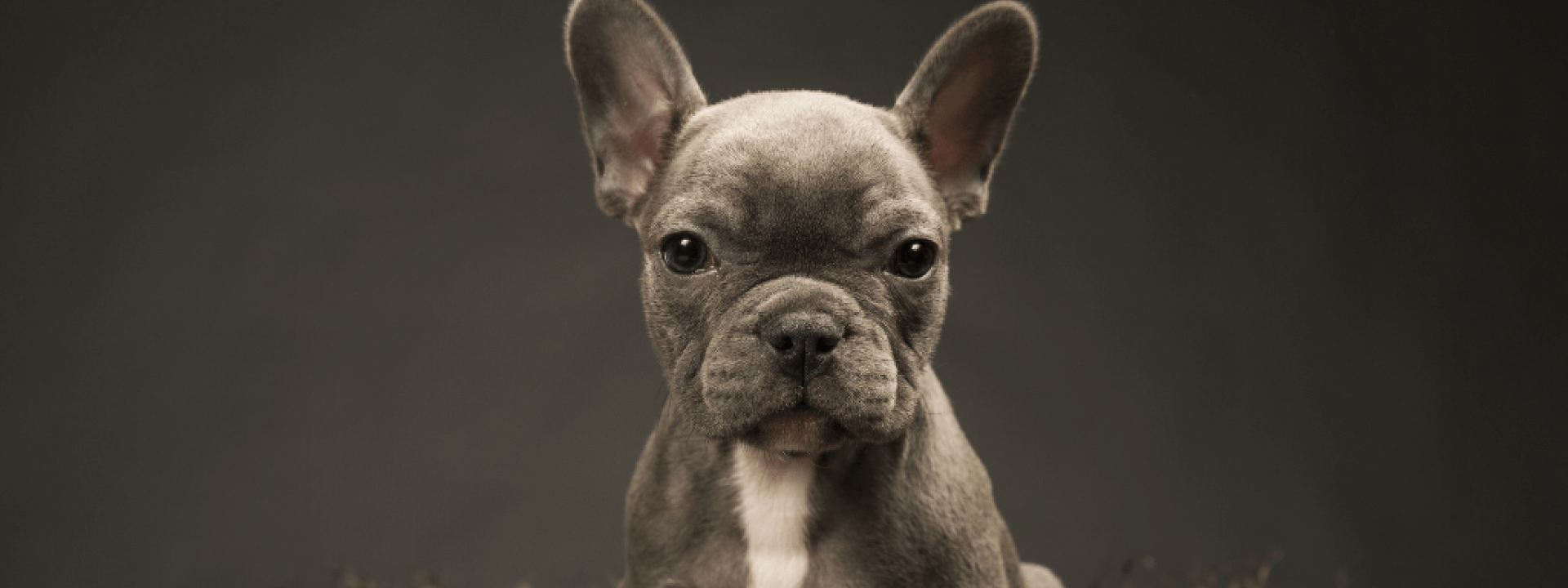 Tips-Prevent-Dog-Theft
