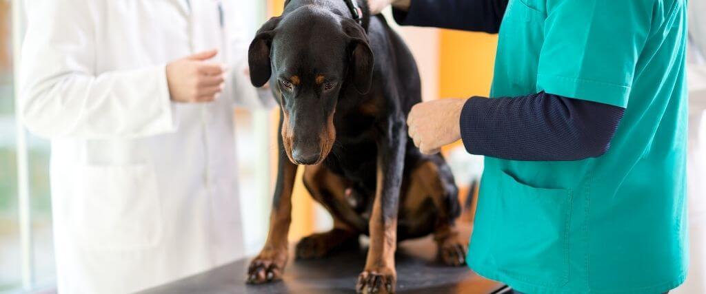 Signs of Dog Cancer That You Should Never Ignore