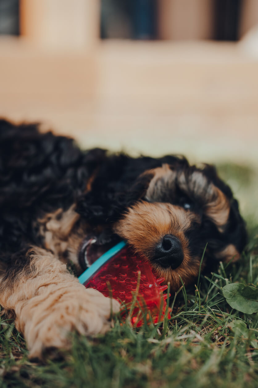 teething-puppy