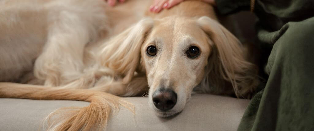 Dog showing signs of pain, resting on the couch with their owner