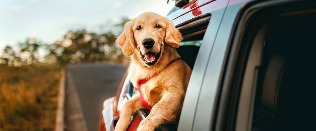 Dock sticking its head out of a car window