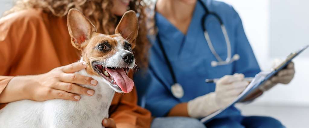 Small brown and white dog smiling  at local veterinarian's office, with owner and vet in the background