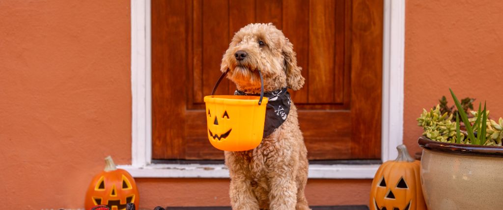Brown Doodle Dog posing with a Halloween candy pail in front of a house