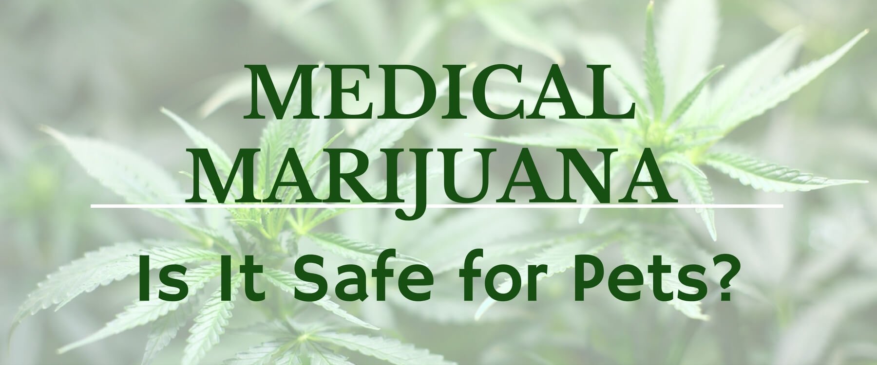 Medical Marijuana for Pets: Is It Safe?