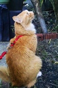 Cat on a harness and leash.